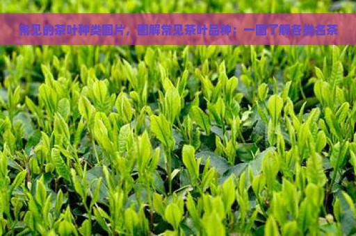 常见的茶叶种类图片，图解常见茶叶品种：一图了解各类名茶