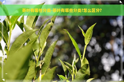 茶叶有哪些分类-茶叶有哪些分类?怎么区分?