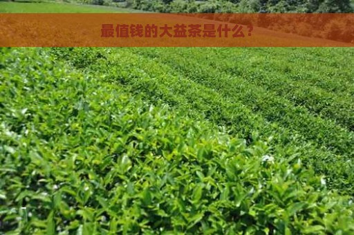 最值钱的大益茶是什么？