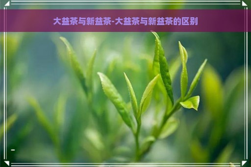 大益茶与新益茶-大益茶与新益茶的区别