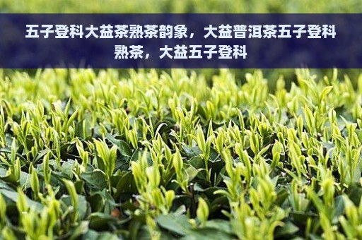 五子登科大益茶熟茶韵象，大益普洱茶五子登科熟茶，大益五子登科