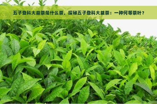 五子登科大益茶是什么茶，探秘五子登科大益茶：一种何等茶叶？