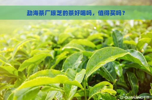 勐海茶厂琼芝的茶好喝吗，值得买吗？