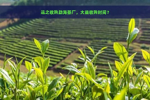 远之收购勐海茶厂，大益收购时间？