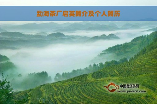 勐海茶厂启英简介及个人简历