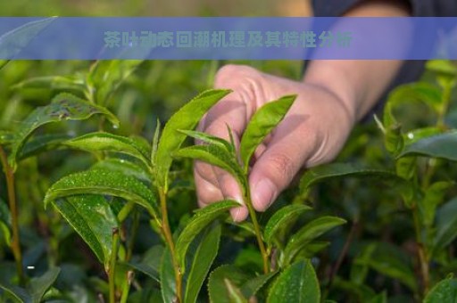 茶叶动态回潮机理及其特性分析