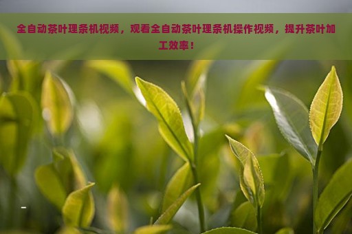 全自动茶叶理条机视频，观看全自动茶叶理条机操作视频，提升茶叶加工效率！