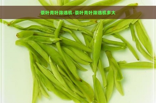 茶叶青叶筛选机-茶叶青叶筛选机多大