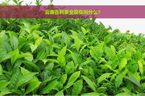 云南百利茶业现在叫什么？