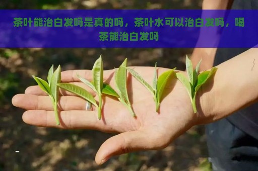 茶叶能治白发吗是真的吗，茶叶水可以治白发吗，喝茶能治白发吗