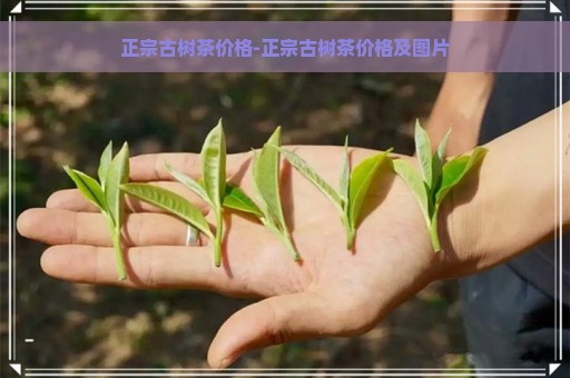 正宗古树茶价格-正宗古树茶价格及图片