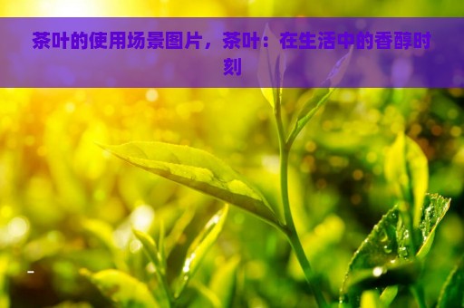 茶叶的使用场景图片，茶叶：在生活中的香醇时刻