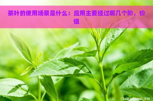 茶叶的使用场景是什么：应用主要经过哪几个阶，价值