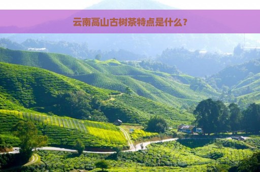 云南高山古树茶特点是什么？