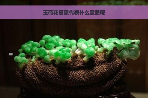 玉荷花寓意代表什么意思呢