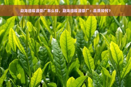 勐海德福源茶厂怎么样，勐海德福源茶厂：品质如何？