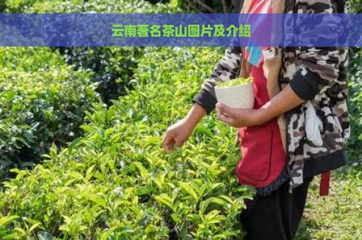 云南著名茶山图片及介绍