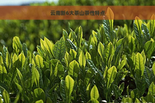 云南新6大茶山茶性特点