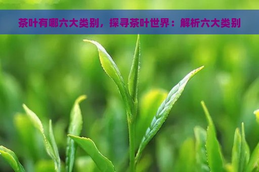 茶叶有哪六大类别，探寻茶叶世界：解析六大类别