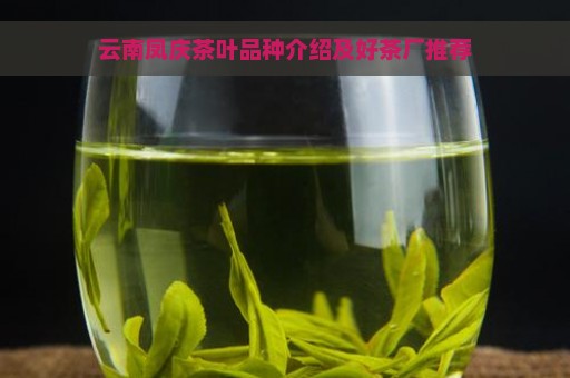 云南凤庆茶叶品种介绍及好茶厂推荐