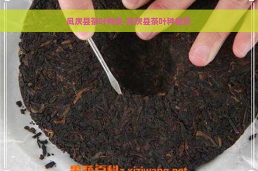 凤庆县茶叶种类-凤庆县茶叶种植历