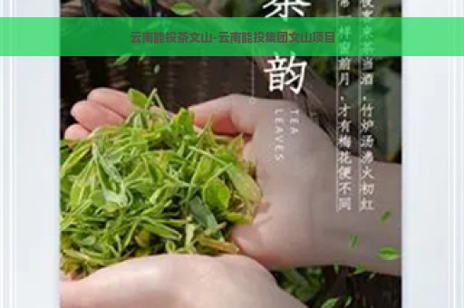 云南能投茶文山-云南能投集团文山项目