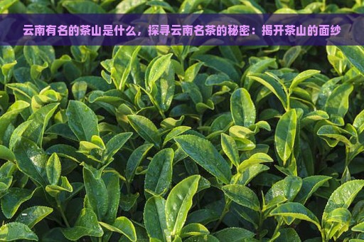 云南有名的茶山是什么，探寻云南名茶的秘密：揭开茶山的面纱