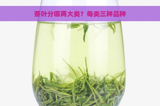 茶叶分哪两大类？每类三种品种