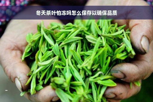 冬天茶叶怕冻吗怎么保存以确保品质