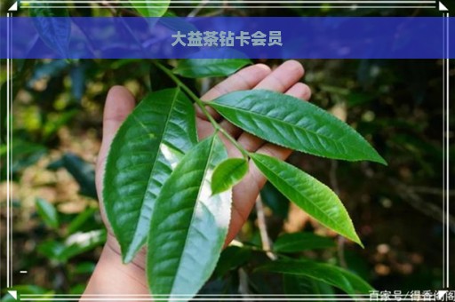 大益茶钻卡会员