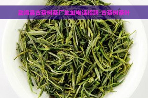 勐海县古茶树茶厂地址电话招聘-古茶树茶叶