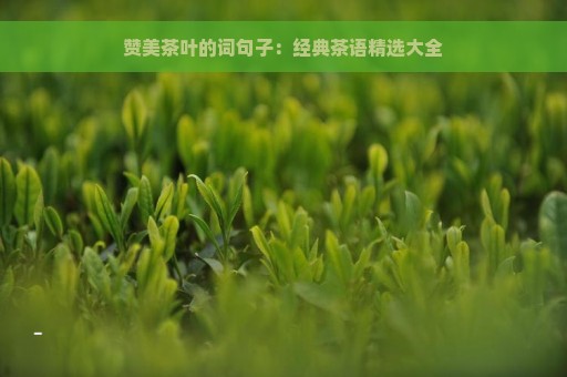 赞美茶叶的词句子：经典茶语精选大全