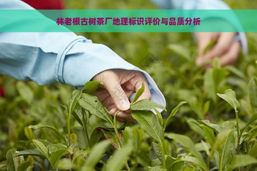 林老根古树茶厂地理标识评价与品质分析