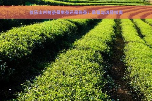 攸乐山古树茶是生茶还是熟茶：品鉴与选择指南