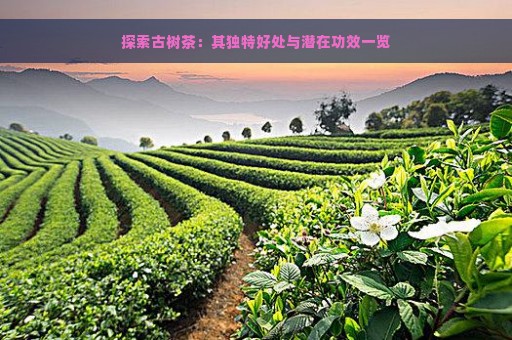 探索古树茶：其独特好处与潜在功效一览