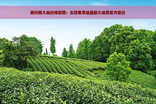 茶叶网大益价格官网：东和集思益最新大益茶官方报价