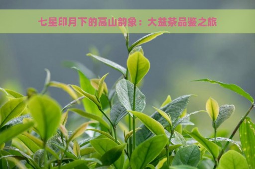 七星印月下的高山韵象：大益茶品鉴之旅