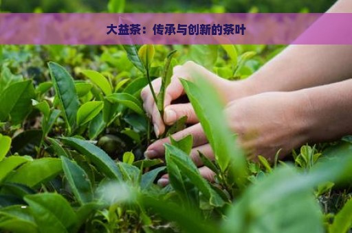 大益茶：传承与创新的茶叶