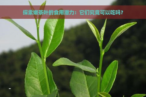 探索嫩茶叶的食用潜力：它们究竟可以吃吗？