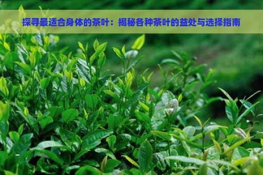 探寻最适合身体的茶叶：揭秘各种茶叶的益处与选择指南