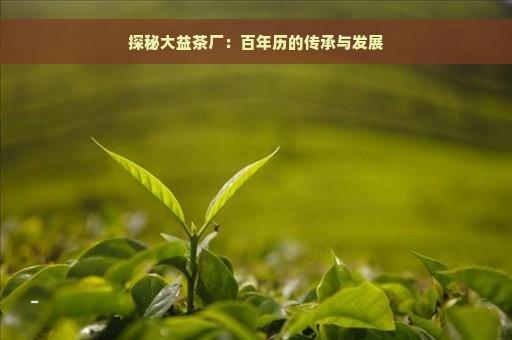 探秘大益茶厂：百年历的传承与发展