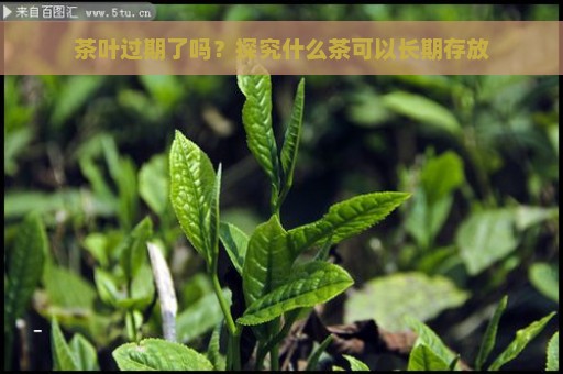 茶叶过期了吗？探究什么茶可以长期存放