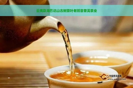 云南勐海巴达山古树茶叶老班章普洱茶业