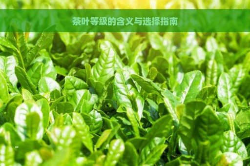 茶叶等级的含义与选择指南