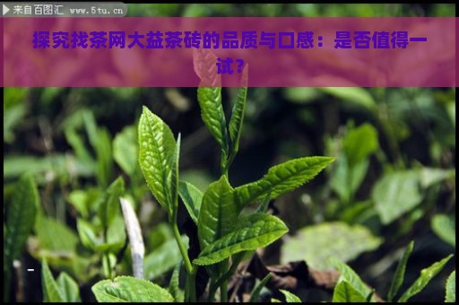 探究找茶网大益茶砖的品质与口感：是否值得一试？