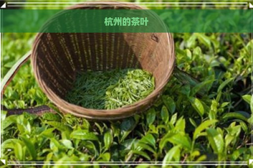 杭州的茶叶