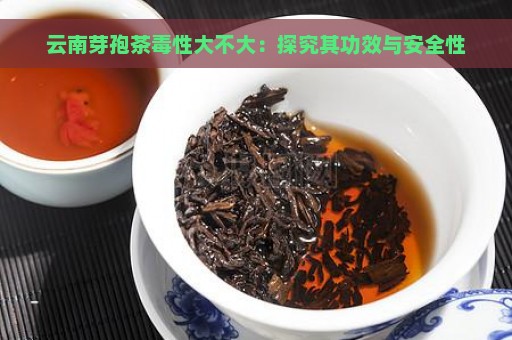 云南芽孢茶毒性大不大：探究其功效与安全性