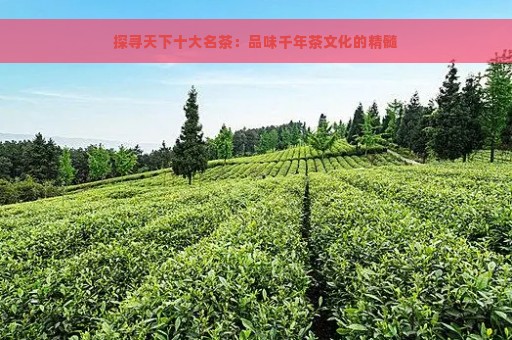 探寻天下十大名茶：品味千年茶文化的精髓