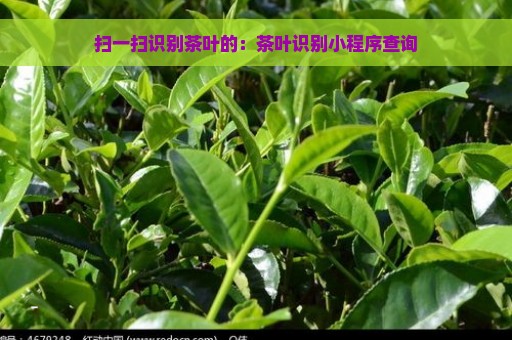 扫一扫识别茶叶的：茶叶识别小程序查询