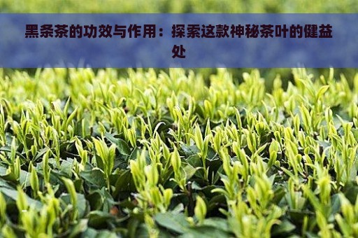 黑条茶的功效与作用：探索这款神秘茶叶的健益处